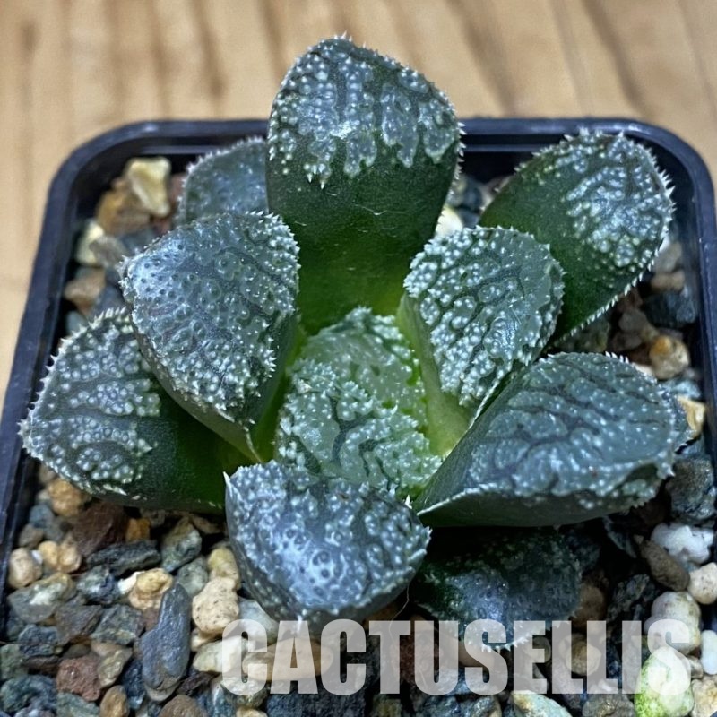 SH30682 Haworthia 'Mordor'