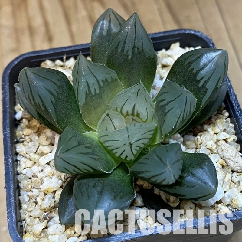 SH30683 Haworthia obtusa 'Black Star'