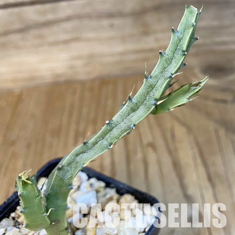 SH30684 Caralluma flavovirens