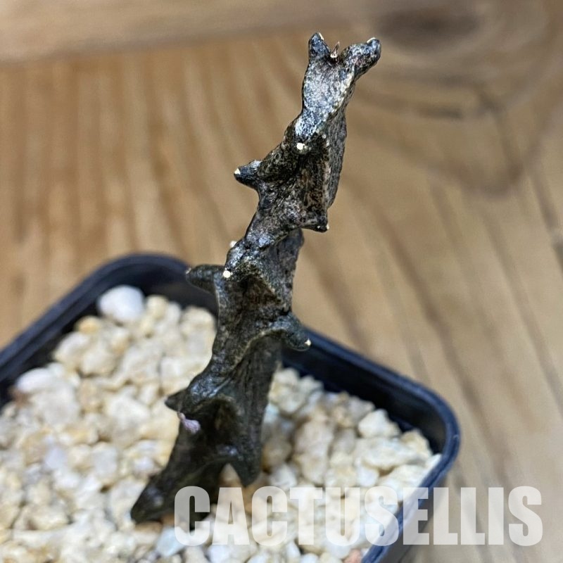 SH30685 Ceropegia bosseri