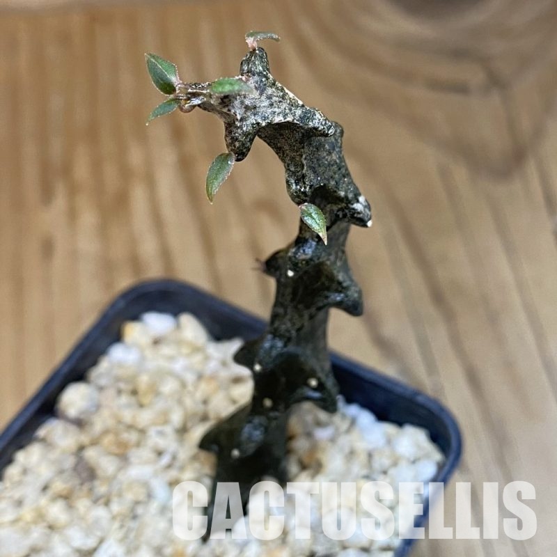 SH30686 Ceropegia bosseri