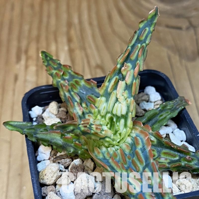 SH30687 Aloe TCT hybrid