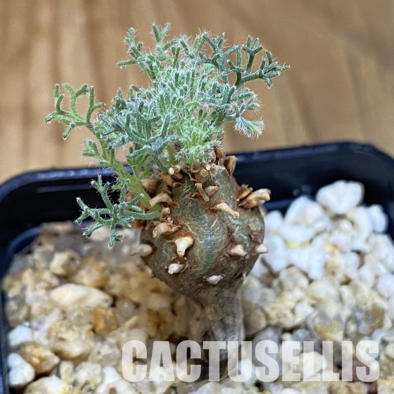 SH30688 Sarcocaulon peniculinum