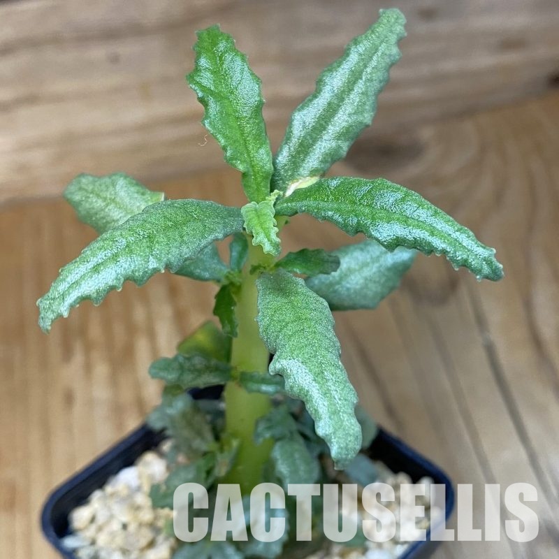 SH30690 Dorstenia hildebrandtii