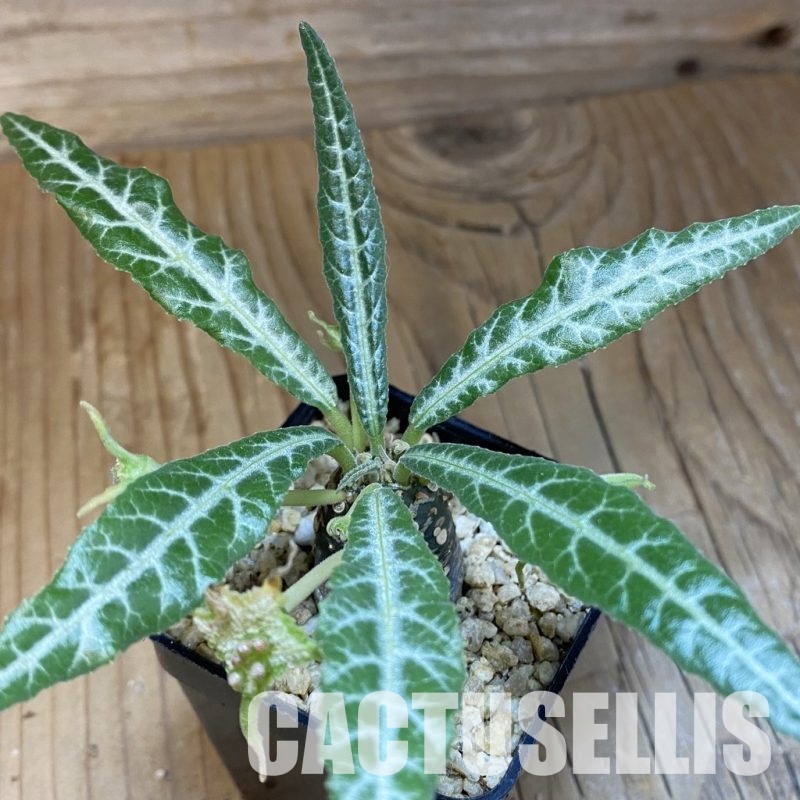 SH30691 Dorstenia lancifolia