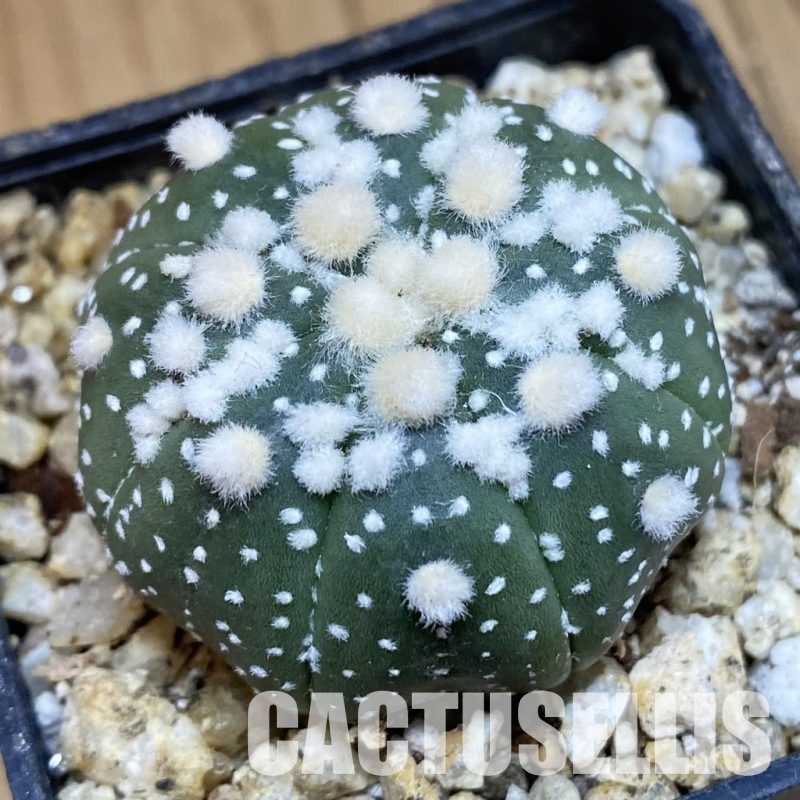 SH30650 Astrophytum asterias ‘Hanazono’