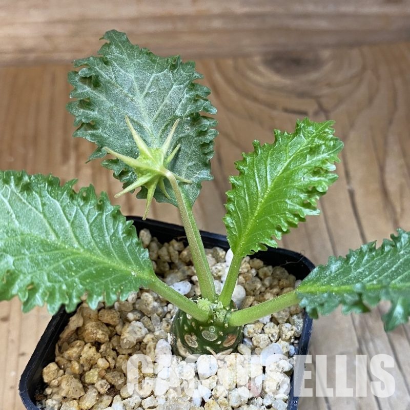 SH30692 Dorstenia horwoodii