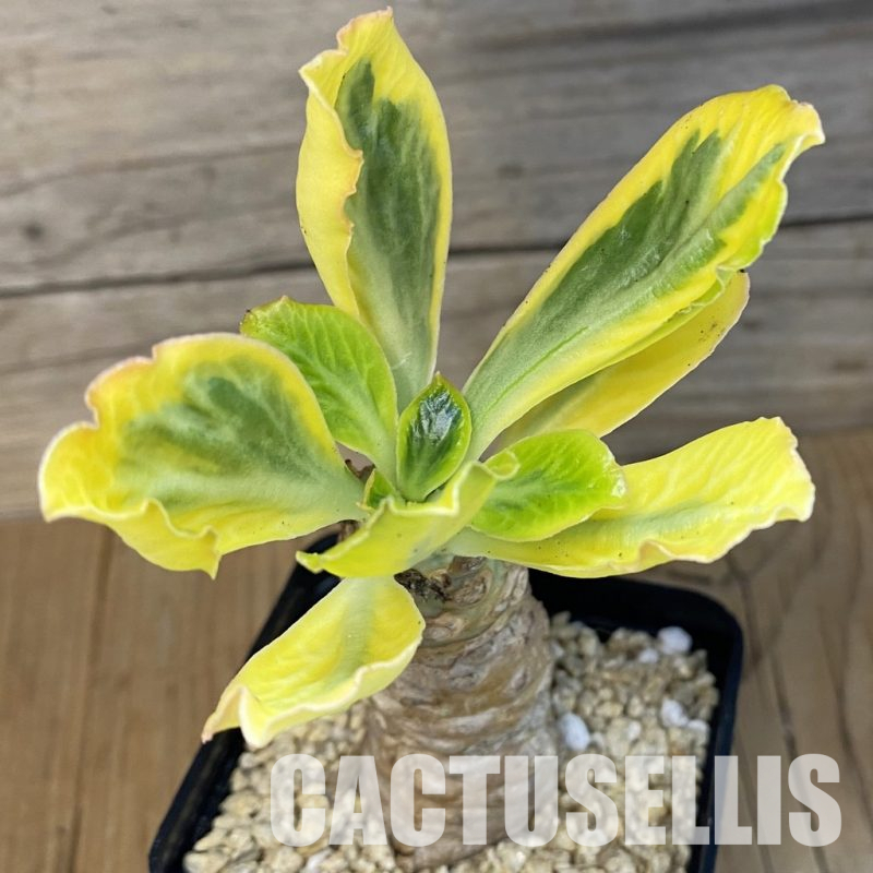 SH30694 Euphorbia poissonii f. variegata