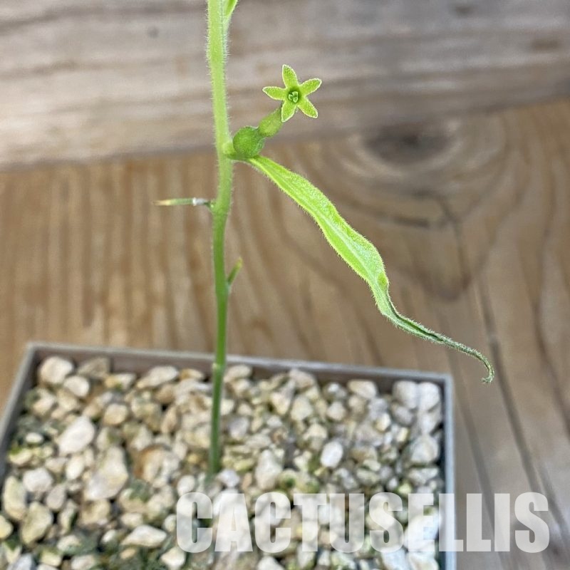 SH30695 Trochomeria polymorpha ES22332 -Zambia-