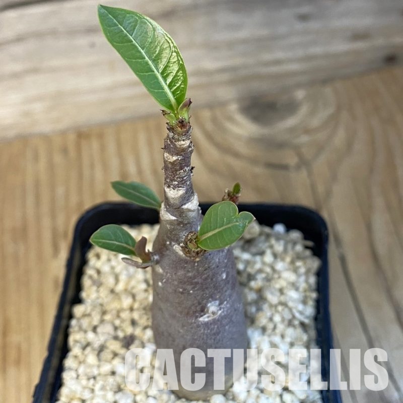 SH30696 Adenium arabicum ‘Black Body’