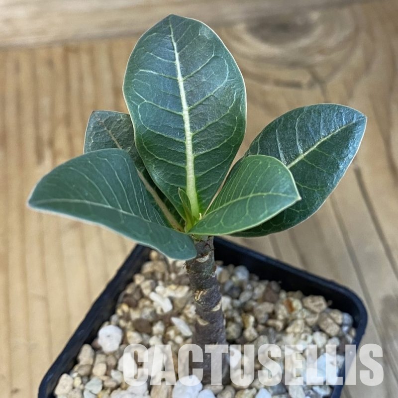 SH30697 Adenium arabicum ‘Black Body’