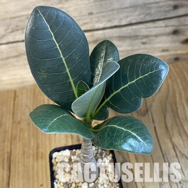 SH30698 Adenium arabicum ‘Black Body’