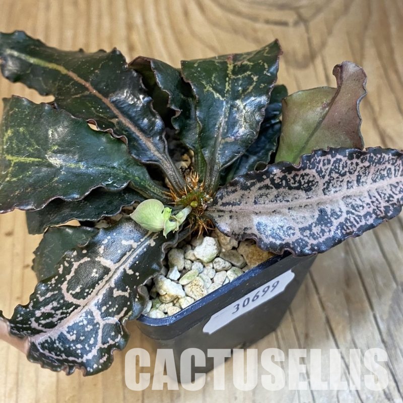 SH30699 Euphorbia francoisii hybrid