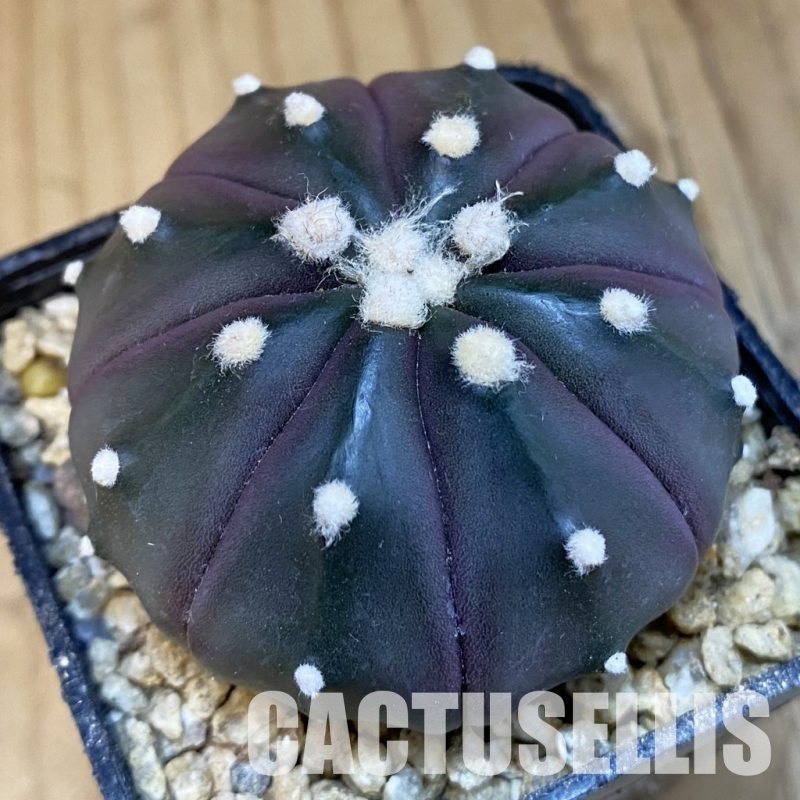 SH30651 Astrophytum asterias ‘Purple Skin’