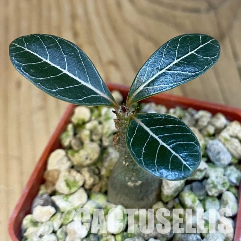 SH30701 Adenium socotranum