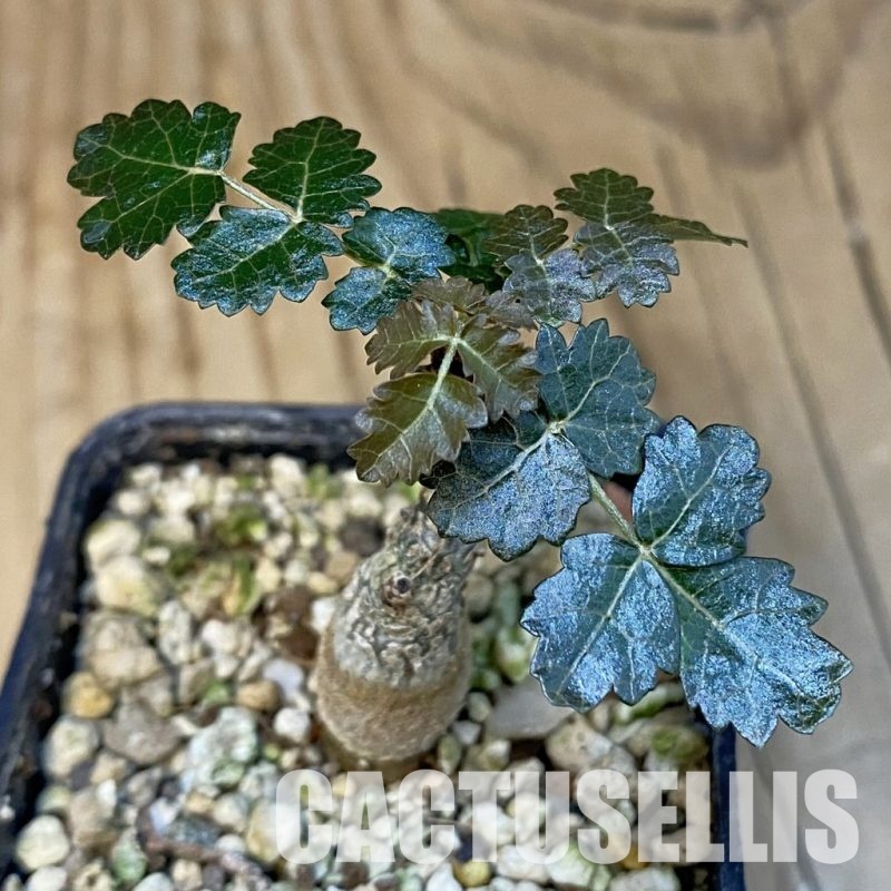 SH30702 Boswellia dioscoridis