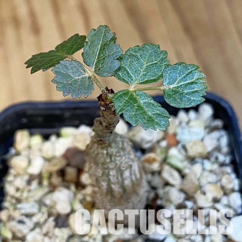 SH30703 Boswellia dioscoridis