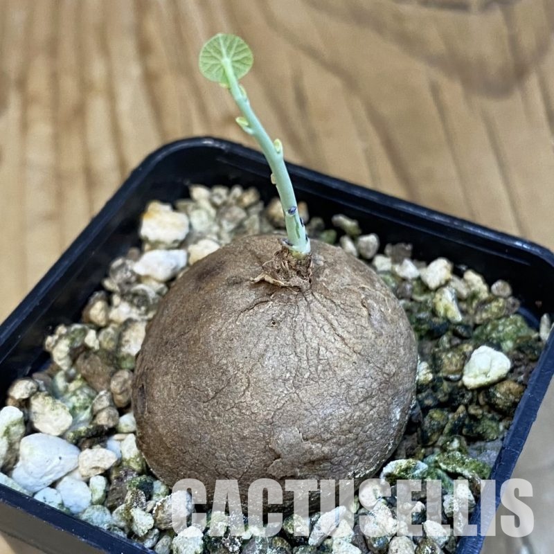 SH30704 Stephania erecta