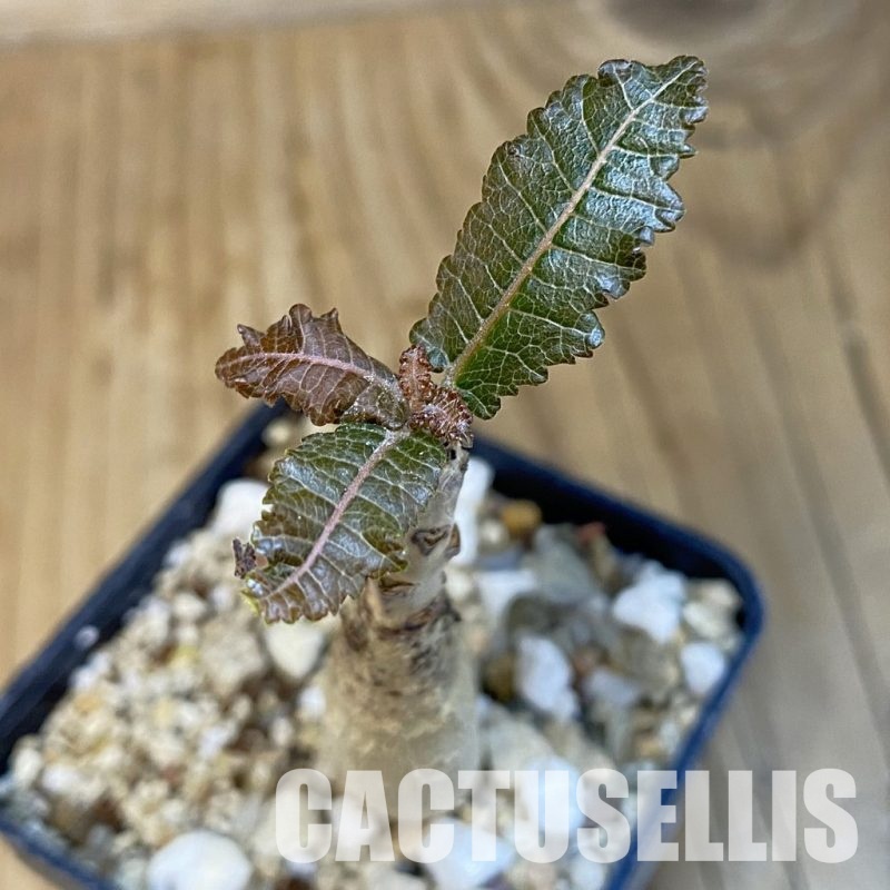 SH30706 Boswellia nana