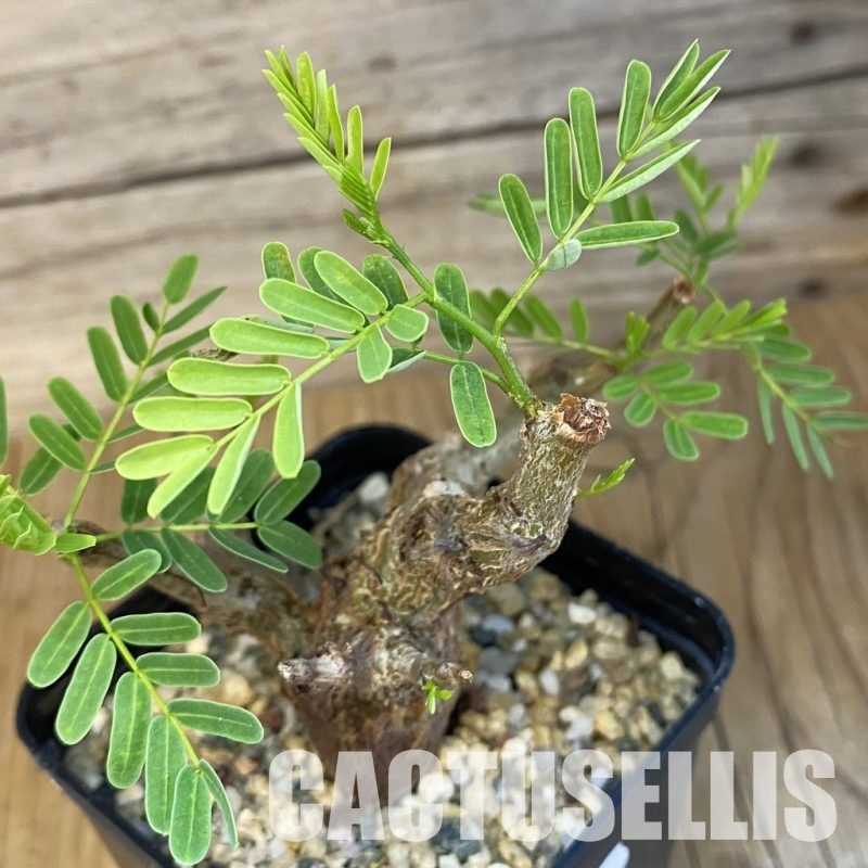 SH30708 Senna meridionalis