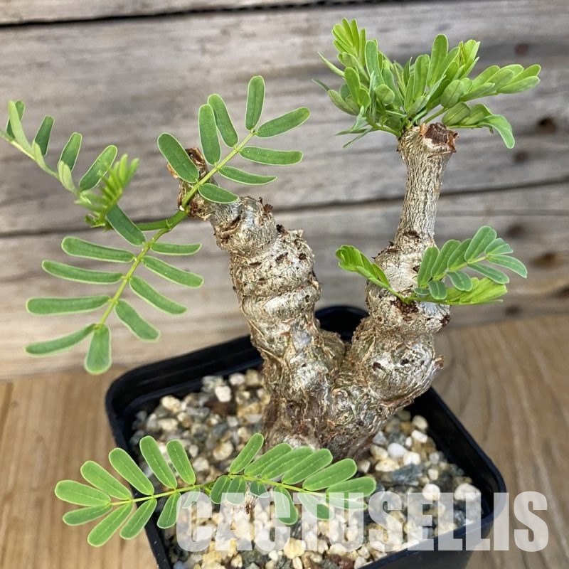 SH30709 Senna meridionalis