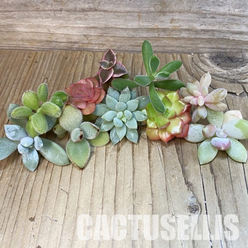 SH30720 Succulents mix, cuted