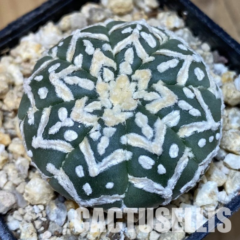 SH30646 Astrophytum asterias ‘Super Kabuto’ V-type f. nudum