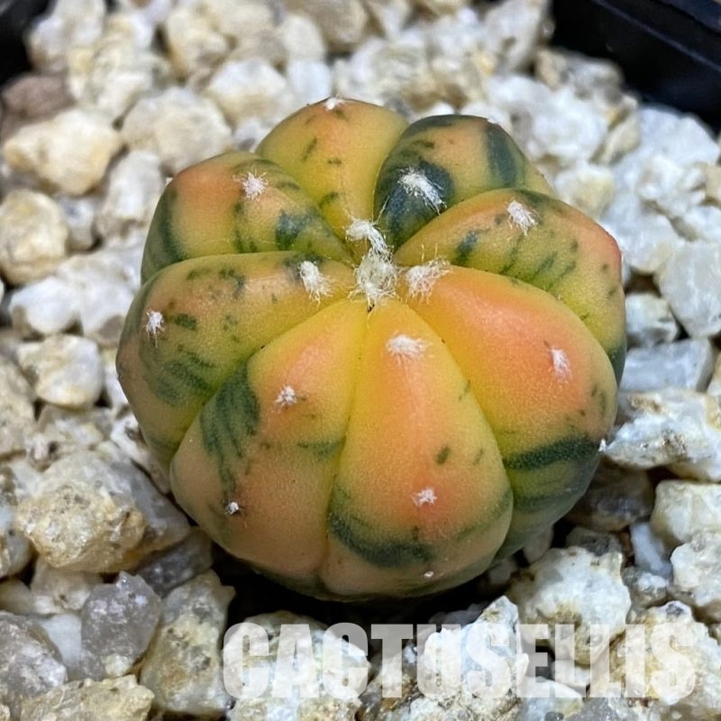 SH30652 Astrophytum asterias ‘Red Purple Skin’ f. variegata