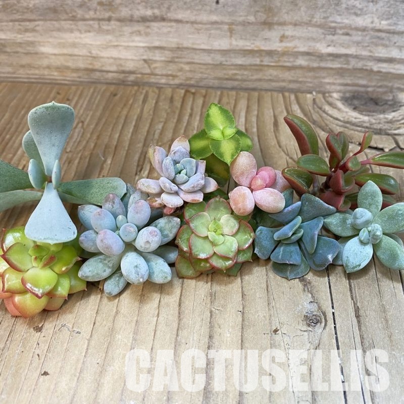 SH30721 Succulents mix, cuted