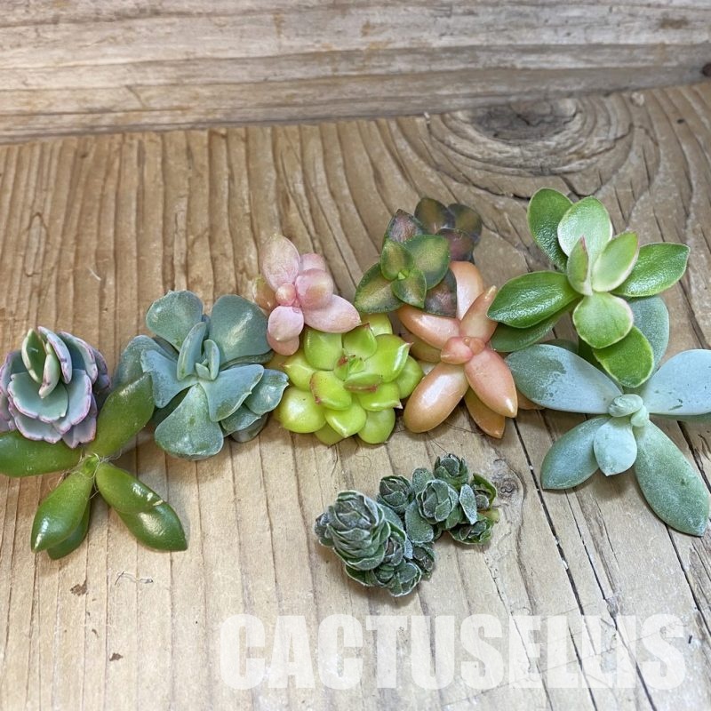 SH30722 Succulents mix, cuted