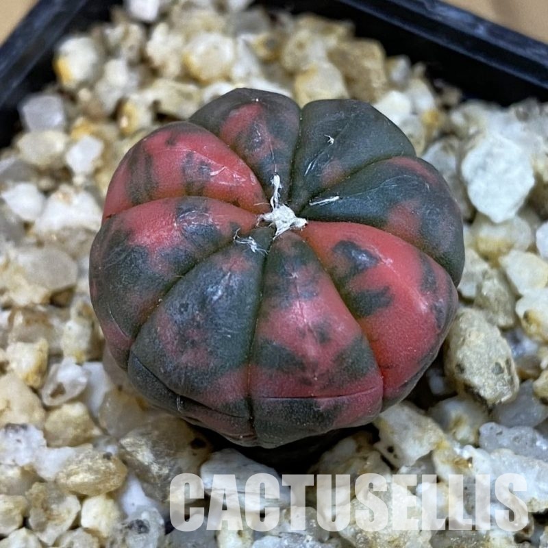 SH30653 Astrophytum asterias ‘Red Purple Skin’ f. variegata