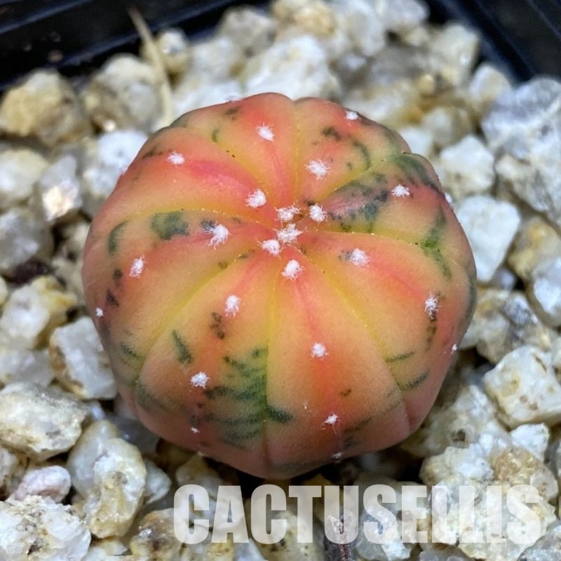 SH30654 Astrophytum asterias ‘Red Purple Skin’ f. variegata
