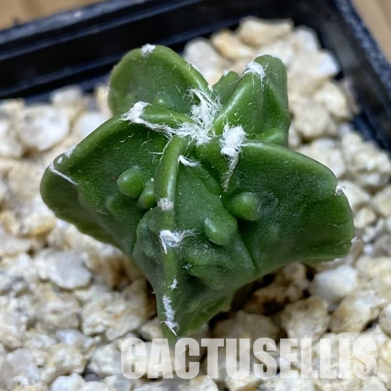 SH30655 Astrophytum myriostigma ‘Fukuryu’