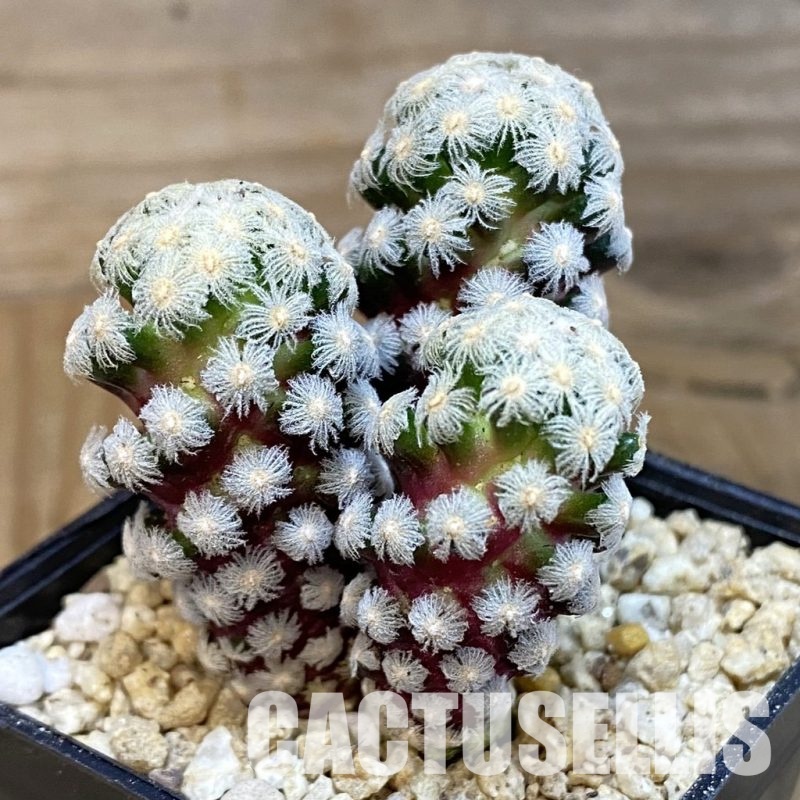 SH30656 Mammillaria theresae