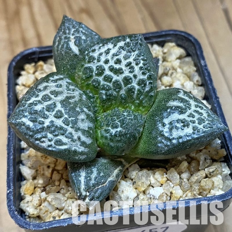 SH30657 Ariocarpus fissuratus ‘Godzilla’ hybrid , own roots seedling