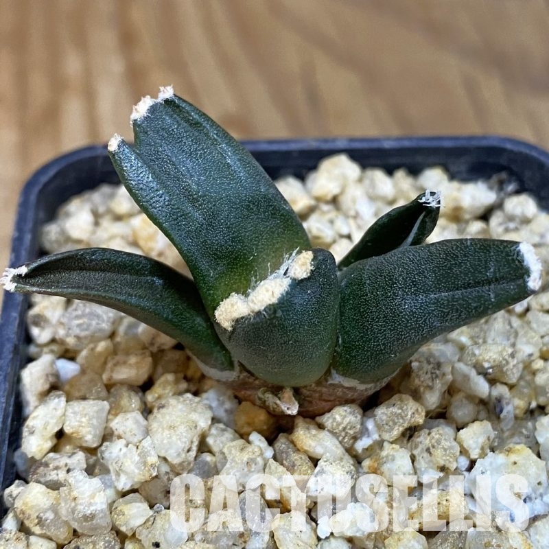 SH30658 Ariocarpus retusus ‘Three Finger’, own roots seedling