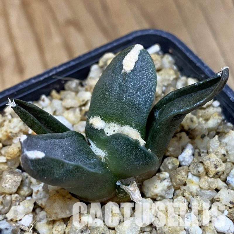 SH30659 Ariocarpus retusus ‘Three Finger’, own roots seedling