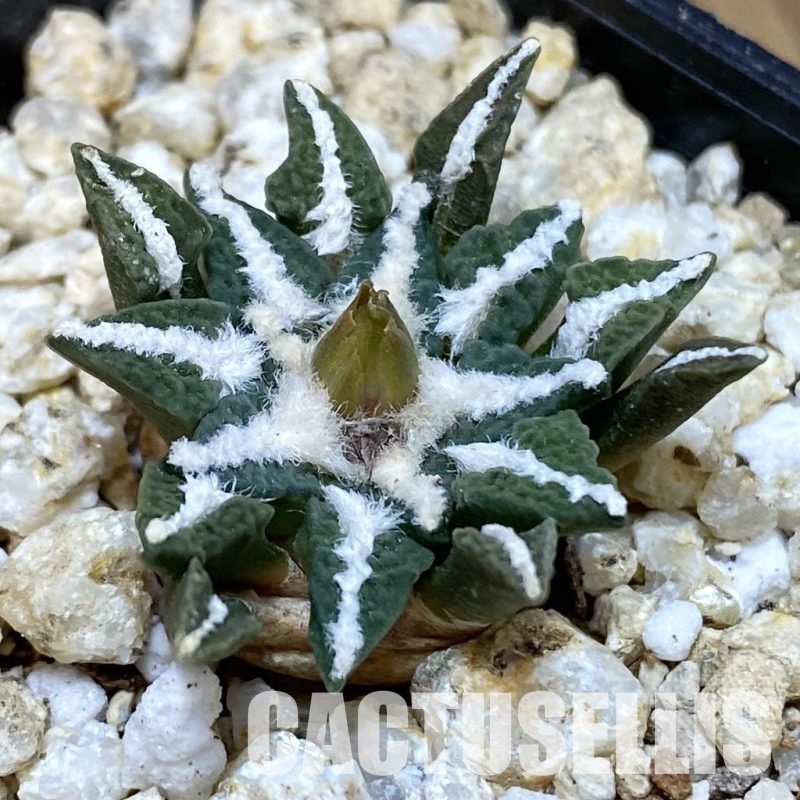 SH30660 Ariocarpus kotschoubeyanus v. macdowellii, own roots seedling