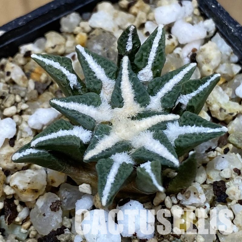 SH30661 Ariocarpus kotschoubeyanus v. macdowellii, own roots seedling