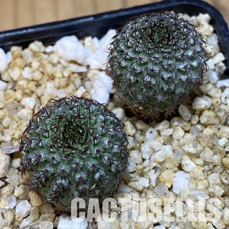 SH30663 Frailea chiquitana, seedling 2 plants