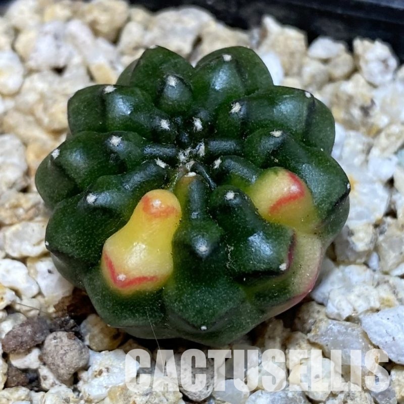 SH30664 Gymnocalycium mihanovichii ‘inermis’ f. variegata, seedling
