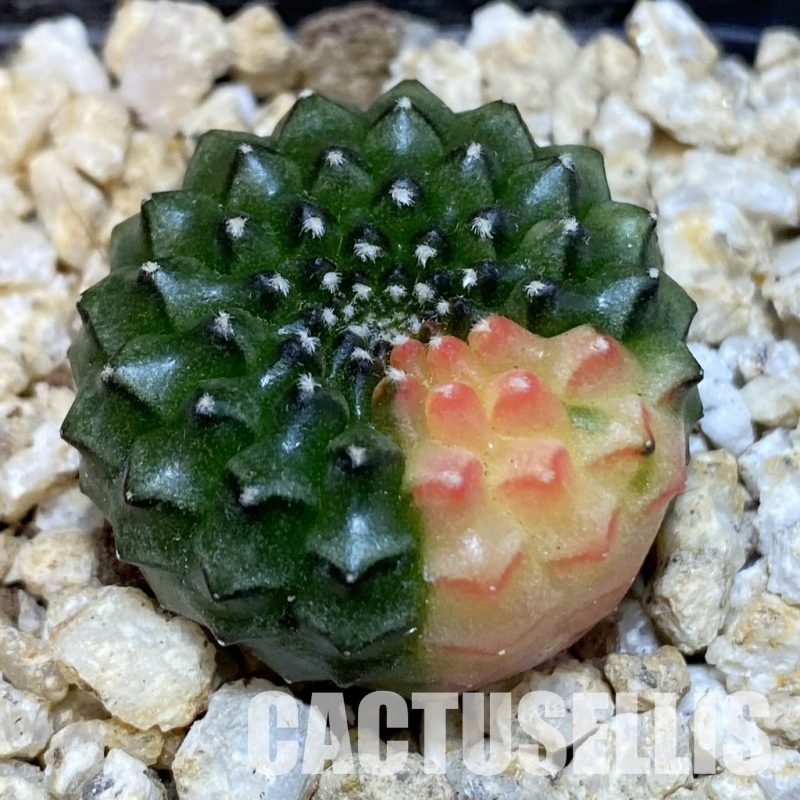 SH30665 Gymnocalycium mihanovichii ‘inermis’ f. variegata, seedling