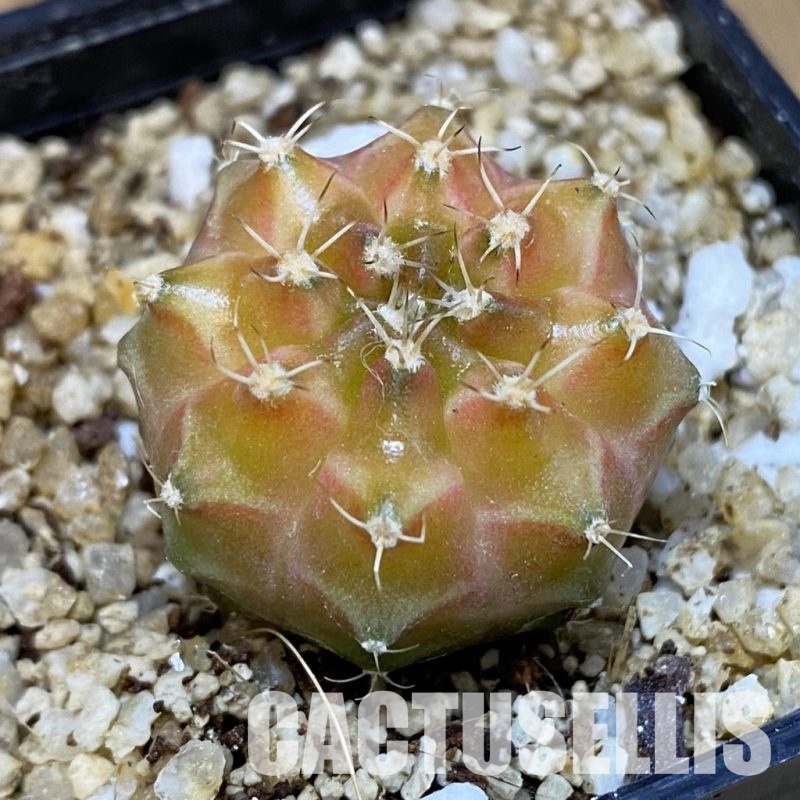 SH30666 Gymnocalycium mihanovichii ‘Neon’ hybrid