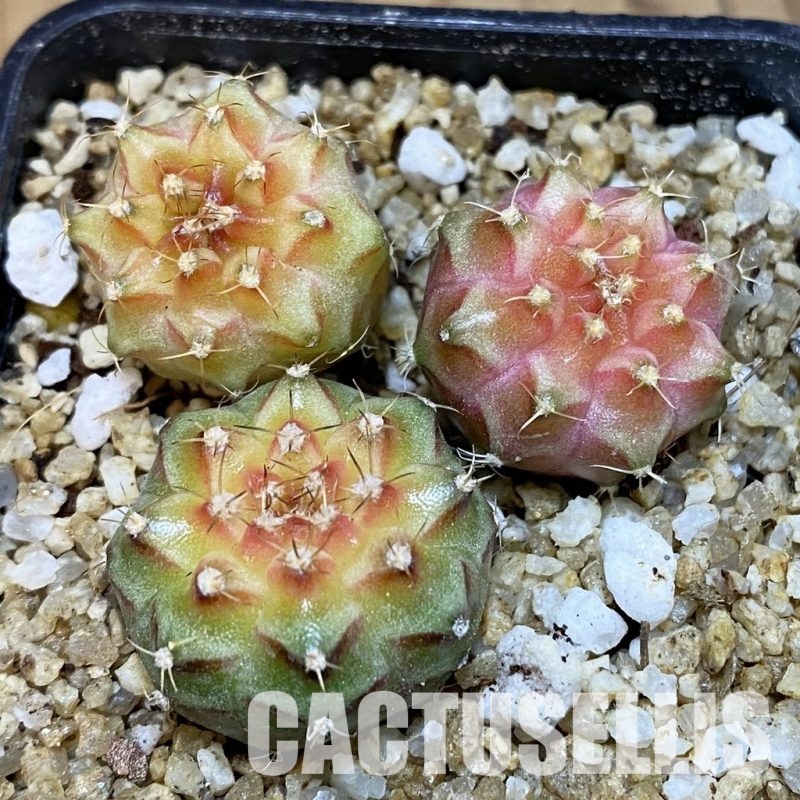SH30667 Gymnocalycium mihanovichii ‘Neon’ hybrid, 3 plants