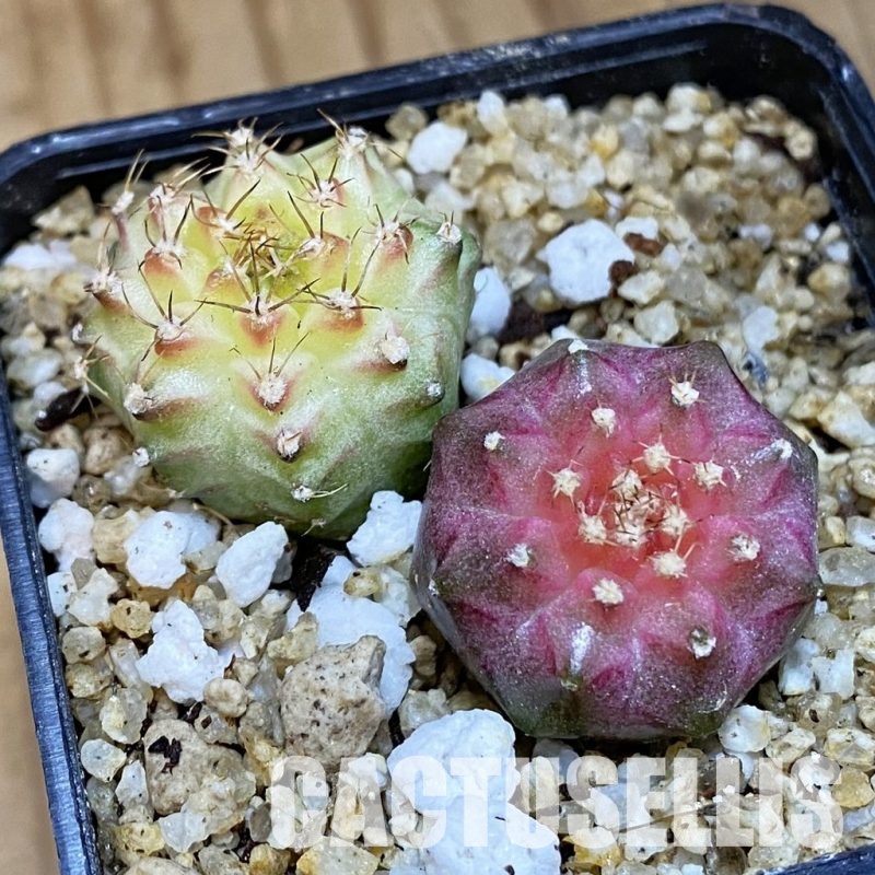SH30668 Gymnocalycium mihanovichii ‘Neon’ hybrid, 2 plants
