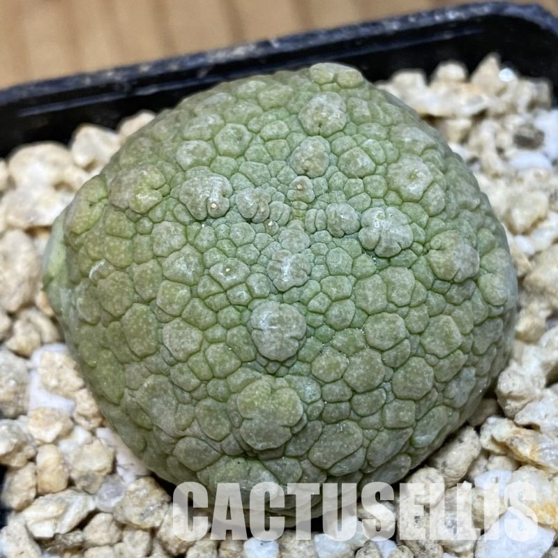 SH30669 Pseudolithos migiurtinus