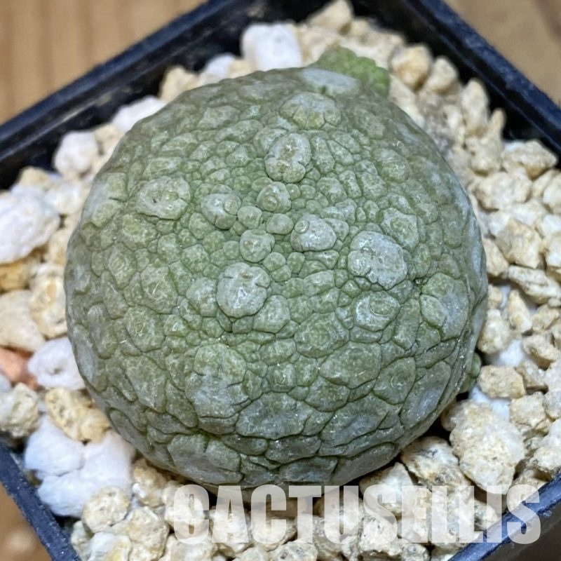 SH30670 Pseudolithos migiurtinus
