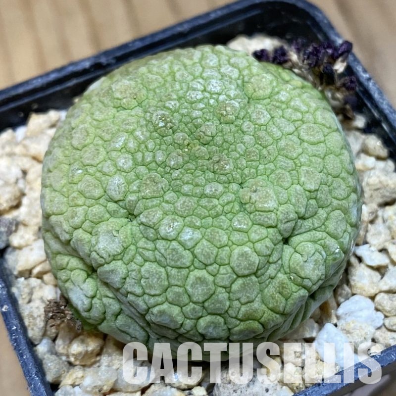 SH30671 Pseudolithos migiurtinus