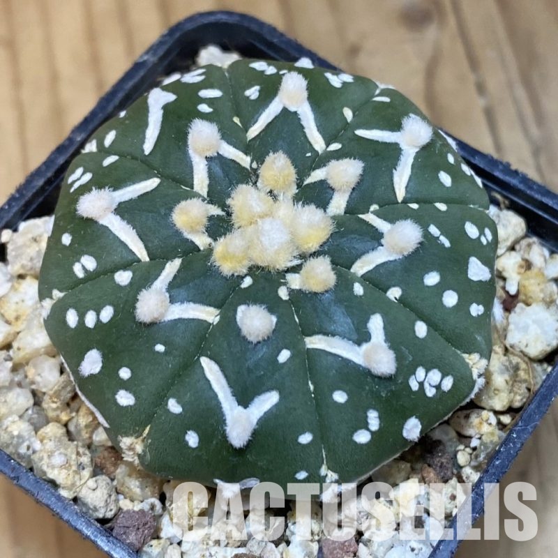 SH30648 Astrophytum asterias ‘Super Kabuto’ V-type f. nudum