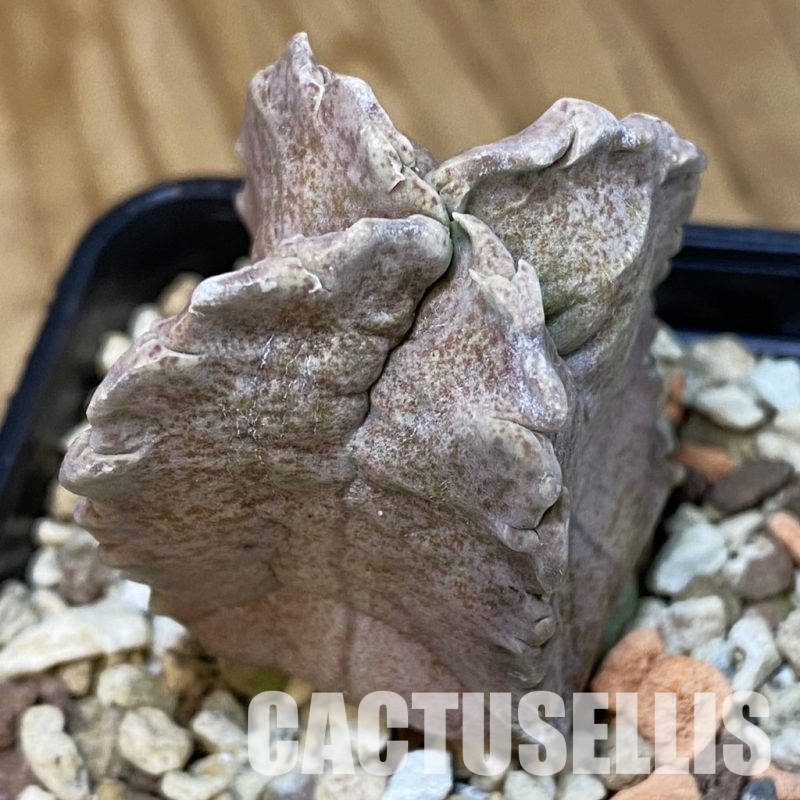 SH30672 Whitesloanea crassa